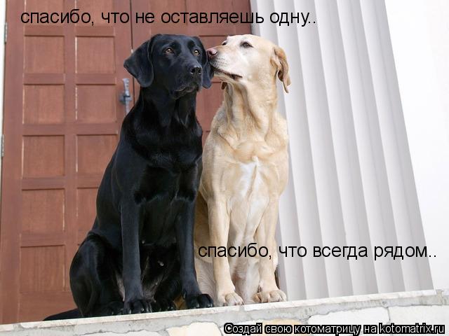 спасибо, что не оставляешь одну.. спасибо, что всегда рядом..... Котоматрица: спасибо, что не оставляешь одну.. спасибо, что всегда рядом..