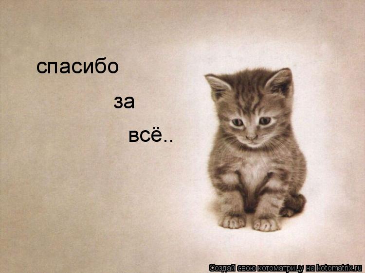 спасибо за всё..... Котоматрица: спасибо за всё..