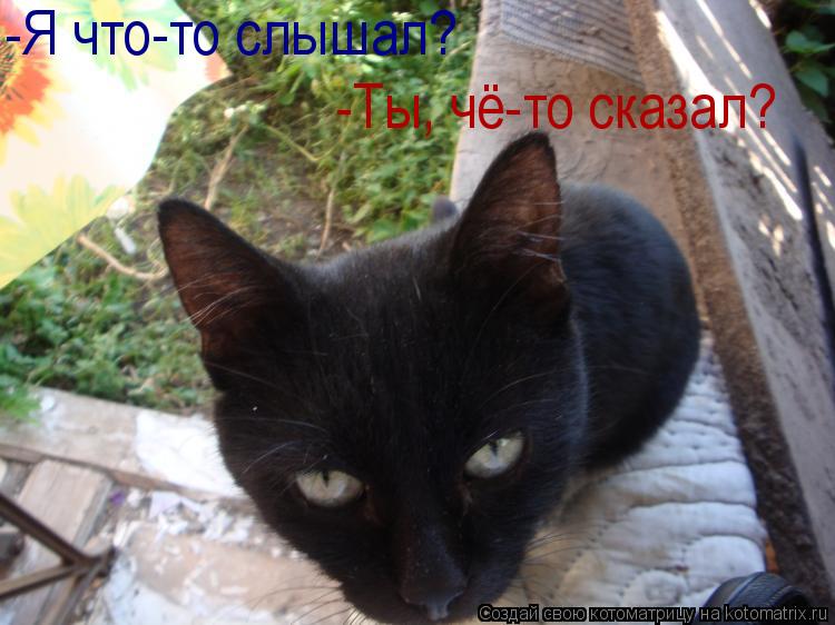 -Я что-то слышал? -Ты, чё-то сказал?... Котоматрица: -Я что-то слышал? -Ты, чё-то сказал?