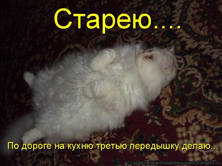Старею.... По дороге на кухню третью передышку делаю...... Котоматрица: Старею.... По дороге на кухню третью передышку делаю...