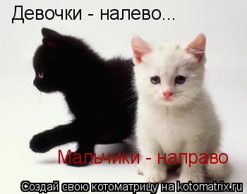 Девочки - налево... Мальчики - направо... Котоматрица: Девочки - налево... Мальчики - направо
