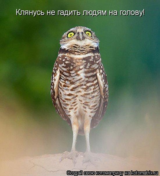 Клянусь не гадить людям на голову!... Котоматрица: Клянусь не гадить людям на голову!