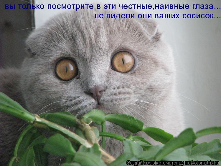 вы только посмотрите в эти честные,наивные глаза... не видели они ваших сосисок...... Котоматрица: вы только посмотрите в эти честные,наивные глаза... не видели они ваших сосисок...