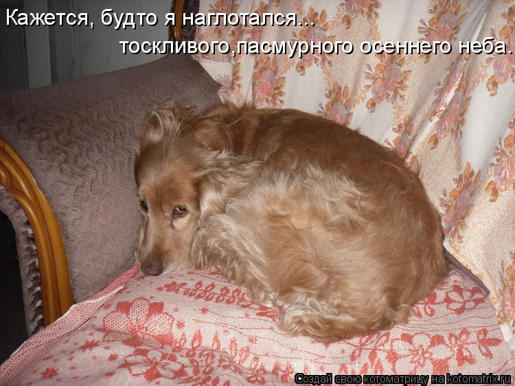 Кажется, будто я наглотался... тоскливого,пасмурного осеннего неба...... Котоматрица: Кажется, будто я наглотался... тоскливого,пасмурного осеннего неба...