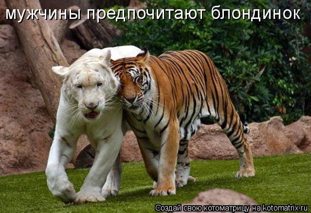 мужчины предпочитают блондинок... Котоматрица: мужчины предпочитают блондинок