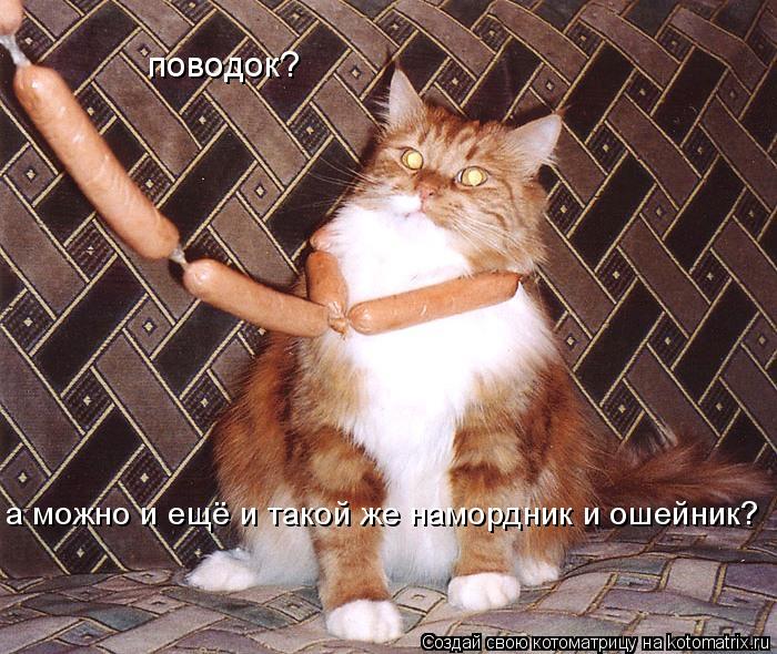 поводок? а можно и ещё и такой же намордник и ошейник?... Котоматрица: поводок? а можно и ещё и такой же намордник и ошейник?