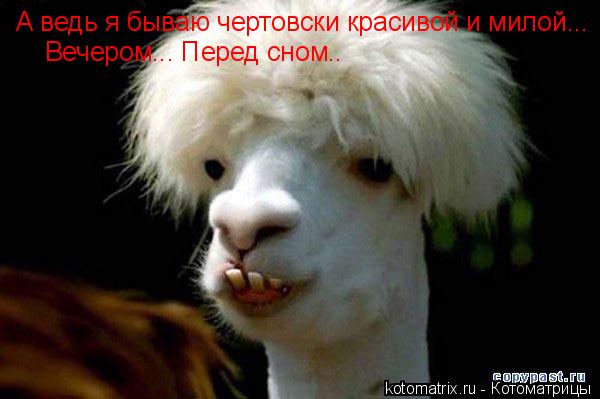 А ведь я бываю чертовски красивой и милой... Вечером... Перед сном..... Котоматрица: А ведь я бываю чертовски красивой и милой... Вечером... Перед сном..