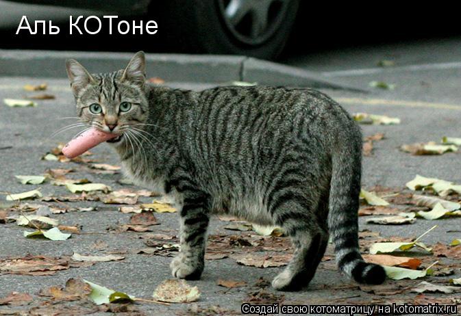 Аль КОТоне... Котоматрица: Аль КОТоне