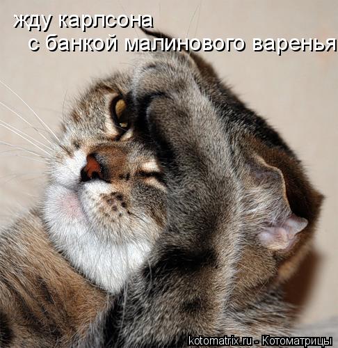 жду карлсона с банкой малинового варенья... Котоматрица: жду карлсона с банкой малинового варенья