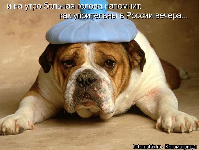 и на утро больная голова напомнит... как упоительны в России вечера...... Котоматрица: и на утро больная голова напомнит... как упоительны в России вечера...