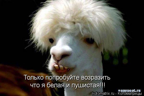 Только попробуйте возразить что я белая и пушистая!!!... Котоматрица: Только попробуйте возразить что я белая и пушистая!!!