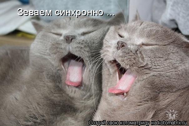 Зеваем синхронно ...... Котоматрица: Зеваем синхронно ...