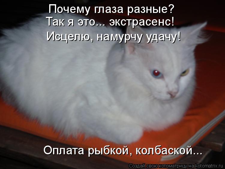 Почему глаза разные? Так я это... экстрасенс! Исцелю, намурчу удачу! Оплата рыбкой, колбаской...... Котоматрица: Почему глаза разные? Так я это... экстрасенс! Исцелю, намурчу удачу! Оплата рыбкой, колбаской...