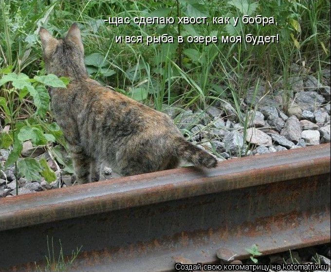 -щас сделаю хвост, как у бобра, и вся рыба в озере моя будет!... Котоматрица: -щас сделаю хвост, как у бобра, и вся рыба в озере моя будет!