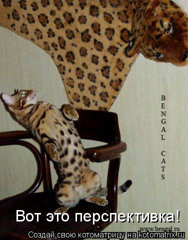 Вот это перспективка!... Котоматрица: Вот это перспективка!