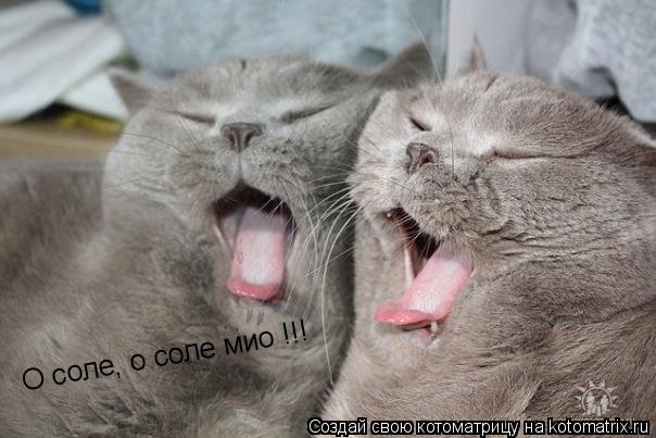 О соле, о соле мио !!!... Котоматрица: О соле, о соле мио !!!
