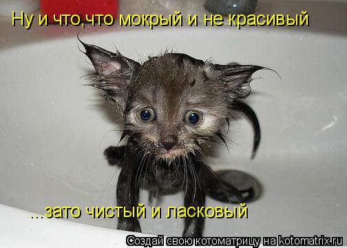 Котоматрица: Ну и что,что мокрый и не красивый ...зато чистый и ласковый