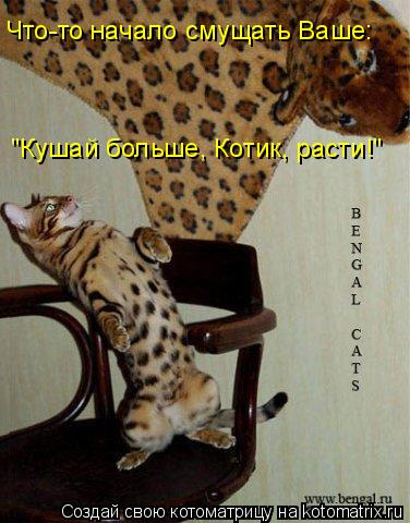 Что-то начало смущать Ваше: "Кушай больше, Котик, расти!"... Котоматрица: Что-то начало смущать Ваше: "Кушай больше, Котик, расти!"