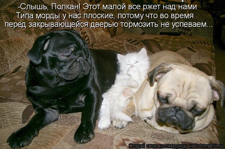 -Слышь, Полкан! Этот малой все ржет над нами Типа морды у нас плоские, потому что во время перед зак... Котоматрица: -Слышь, Полкан! Этот малой все ржет над нами Типа морды у нас плоские, потому что во время перед закрывающейся дверью тормозить не успеваем..