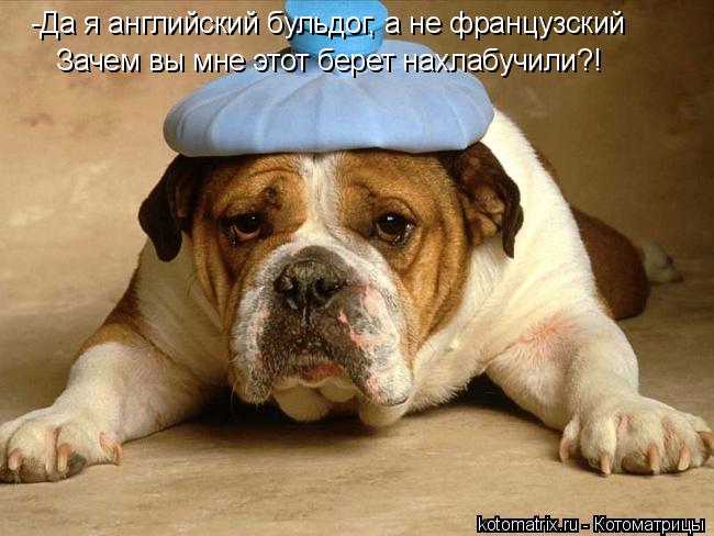-Да я английский бульдог, а не французский Зачем вы мне этот берет нахлабучили?!... Котоматрица: -Да я английский бульдог, а не французский Зачем вы мне этот берет нахлабучили?!