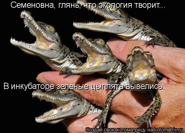 Семеновна, глянь, что экология творит... В инкубаторе зеленые цыплята вывелись.... Котоматрица: Семеновна, глянь, что экология творит... В инкубаторе зеленые цыплята вывелись.