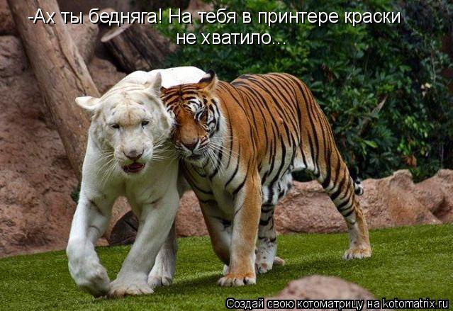 -Ах ты бедняга! На тебя в принтере краски не хватило...... Котоматрица: -Ах ты бедняга! На тебя в принтере краски не хватило...