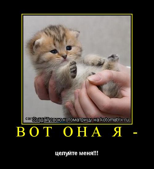 Вот она я - целуйте меня!!!... Котоматрица: Вот она я - целуйте меня!!!