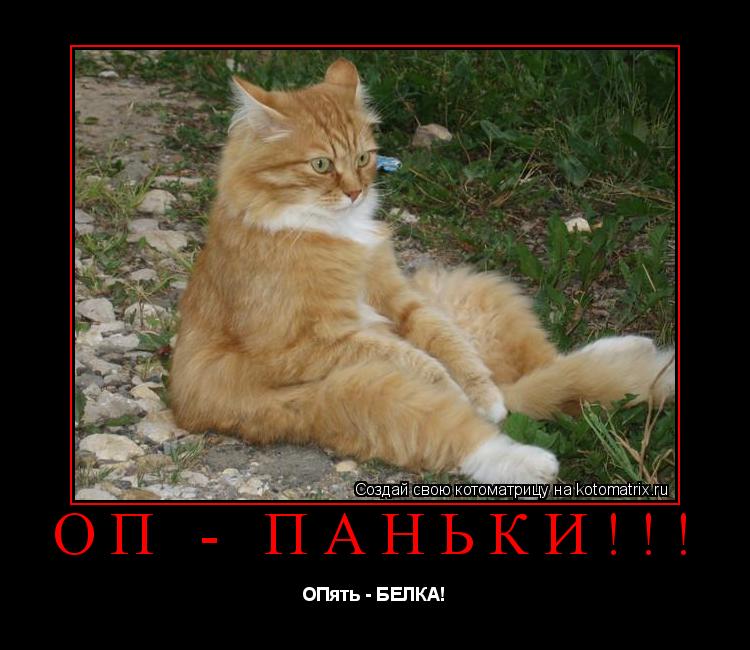 ОП - ПАНЬКИ!!! ОПять - БЕЛКА!... Котоматрица: ОП - ПАНЬКИ!!! ОПять - БЕЛКА!