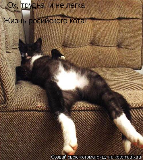Жизнь росийского кота! Ох, трудна и не легка... Котоматрица: Жизнь росийского кота! Ох, трудна и не легка