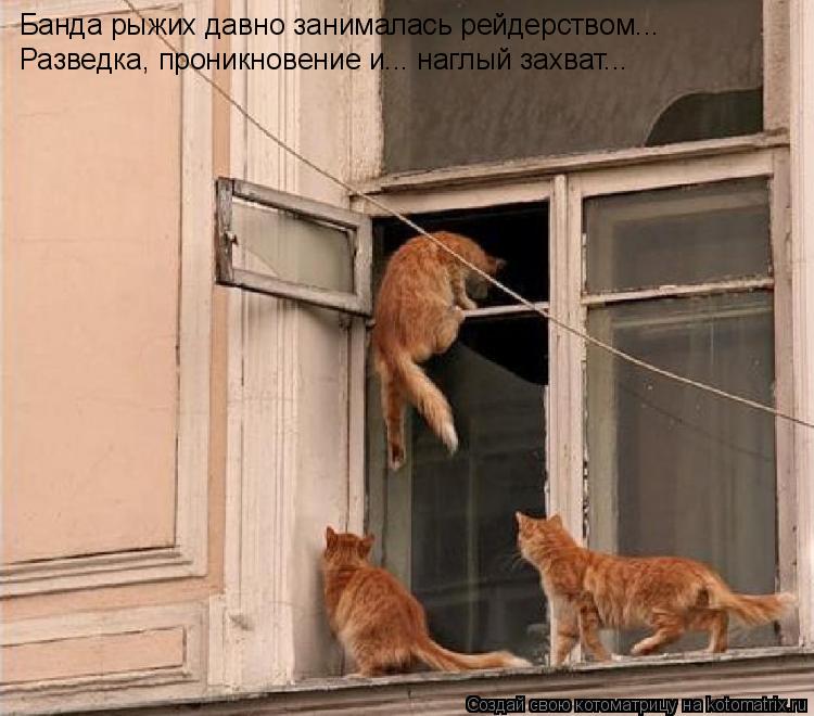 Банда рыжих давно занималась рейдерством... Разведка, проникновение и... наглый захват...... Котоматрица: Банда рыжих давно занималась рейдерством... Разведка, проникновение и... наглый захват...