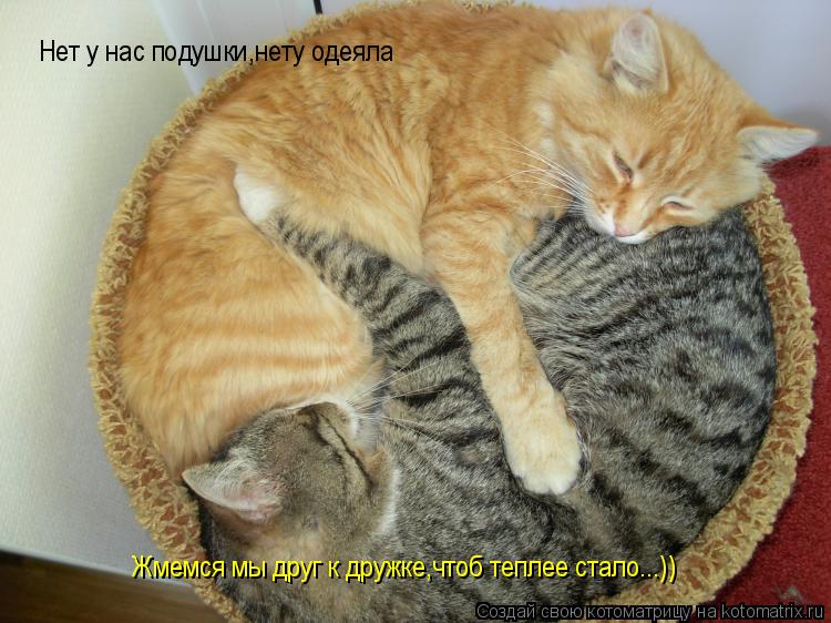 Нет у нас подушки,нету одеяла Жмемся мы друг к дружке,чтоб теплее стало...))... Котоматрица: Нет у нас подушки,нету одеяла Жмемся мы друг к дружке,чтоб теплее стало...))