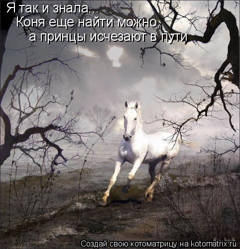 Я так и знала... Коня еще найти можно, а принцы исчезают в пути... Котоматрица: Я так и знала... Коня еще найти можно, а принцы исчезают в пути