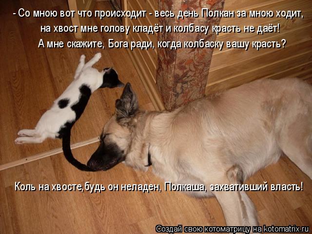 Котоматрица: - Со мною вот что происходит - весь день Полкан за мною ходит, на хвост мне голову кладёт и колбасу красть не даёт! А мне скажите, Бога ради, ко