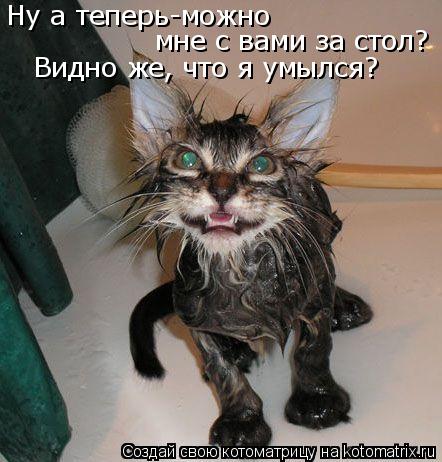 Ну а теперь-можно мне с вами за стол? Видно же, что я умылся?... Котоматрица: Ну а теперь-можно мне с вами за стол? Видно же, что я умылся?