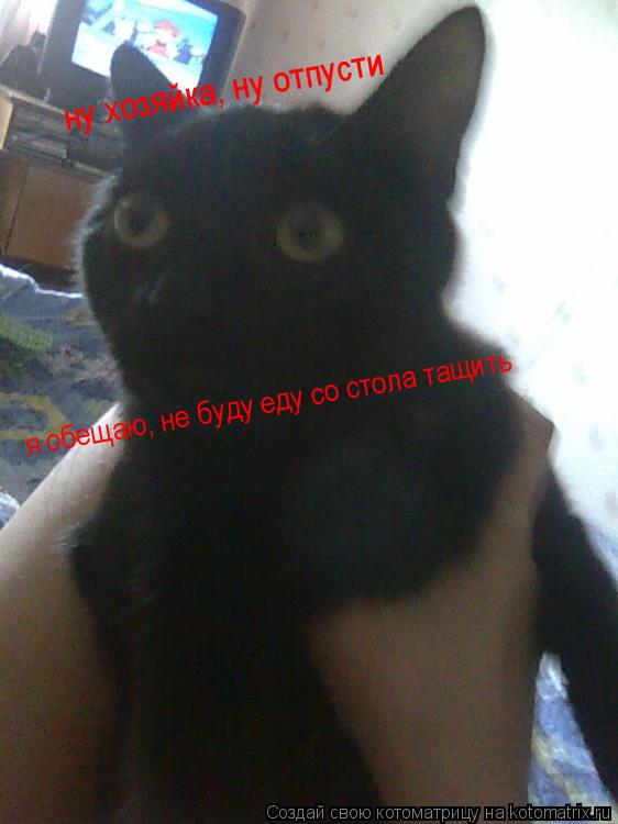 ну хозяйка, ну отпусти я обещаю, не буду еду со стола тащить... Котоматрица: ну хозяйка, ну отпусти я обещаю, не буду еду со стола тащить