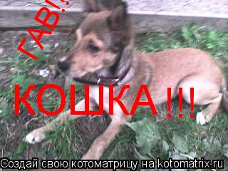 КОШКА !!! ГАВ!!... Котоматрица: КОШКА !!! ГАВ!!