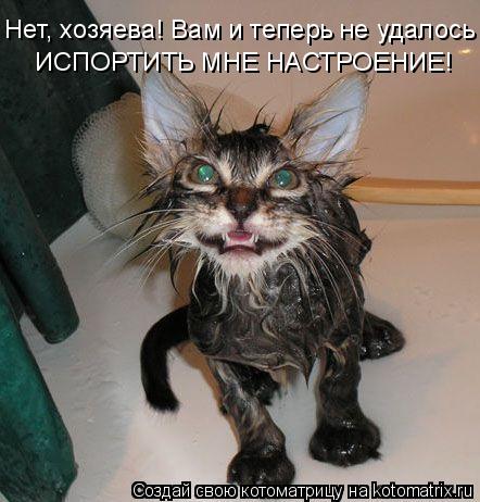 Нет, хозяева! Вам и теперь не удалось ИСПОРТИТЬ МНЕ НАСТРОЕНИЕ!... Котоматрица: Нет, хозяева! Вам и теперь не удалось ИСПОРТИТЬ МНЕ НАСТРОЕНИЕ!