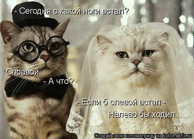 - Сегодня с какой ноги встал? - А что? - Если б слевой встал - Налево бы ходил... Справой...... Котоматрица: - Сегодня с какой ноги встал? - А что? - Если б слевой встал - Налево бы ходил... Справой...