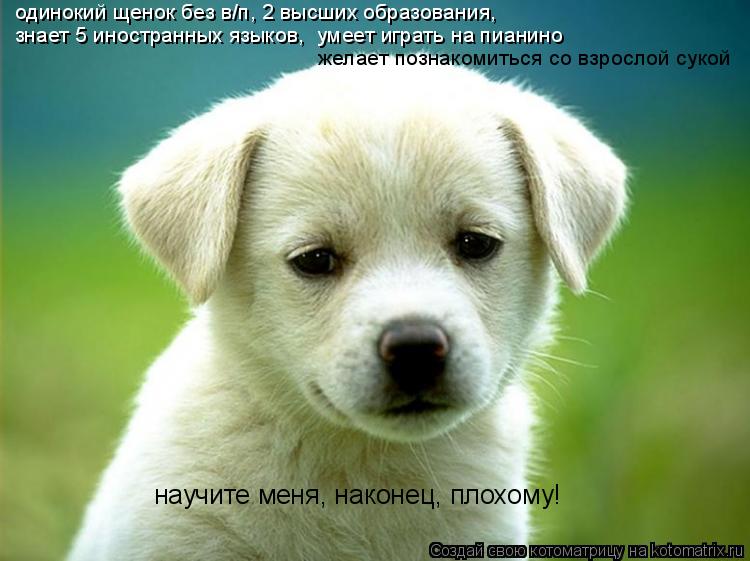 одинокий щенок без в/п, 2 высших образования, знает 5 иностранных языков, умеет играть на пианино ж... Котоматрица: одинокий щенок без в/п, 2 высших образования, знает 5 иностранных языков, умеет играть на пианино желает познакомиться со взрослой сукой на