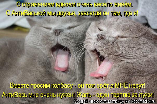 Котоматрица: С отражением вдвоем очень весело живём. С АнтиВаськой мы друзья, завсегда он там, где я! Вместе просим колбасу - он тож орёт,а МНЕ несут! АнтиВ