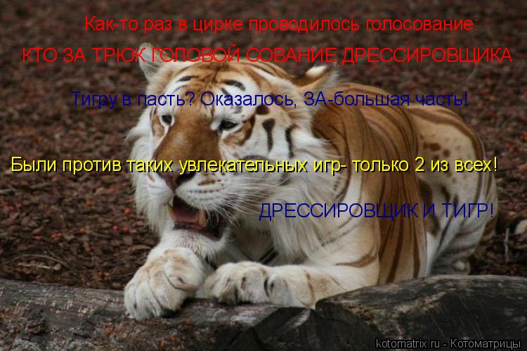 Как-то раз в цирке проводилось голосование: КТО ЗА ТРЮК ГОЛОВОЙ СОВАНИЕ ДРЕССИРОВЩИКА Были против так... Котоматрица: Как-то раз в цирке проводилось голосование: КТО ЗА ТРЮК ГОЛОВОЙ СОВАНИЕ ДРЕССИРОВЩИКА Были против таких увлекательных игр- только 2 из всех!