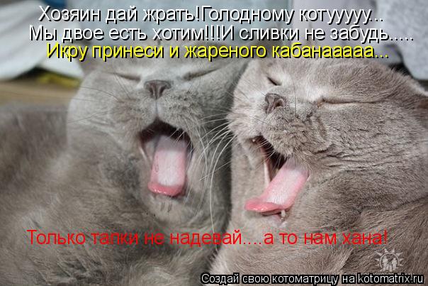 Хозяин дай жрать!Голодному котууууу... Мы двое есть хотим!!!И сливки не забудь..... Только тапки не н... Котоматрица: Хозяин дай жрать!Голодному котууууу... Мы двое есть хотим!!!И сливки не забудь..... Только тапки не надевай....а то нам хана! Икру принеси и жарен