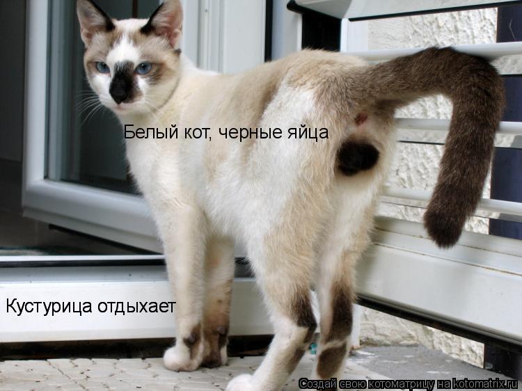 Кустурица отдыхает Кустурица отдыхает Кустурица отдыхает Белый кот, черные яйца... Котоматрица: Кустурица отдыхает Кустурица отдыхает Кустурица отдыхает Белый кот, черные яйца