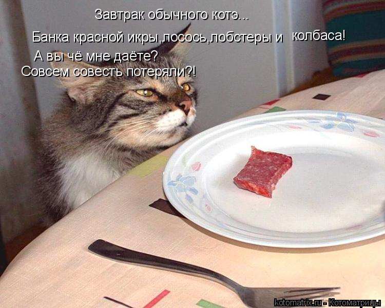 Завтрак обычного котэ... Банка красной икры,лосось,лобстеры и колбаса! А вы чё мне даёте? Совсем сове... Котоматрица: Завтрак обычного котэ... Банка красной икры,лосось,лобстеры и колбаса! А вы чё мне даёте? Совсем совесть потеряли?!