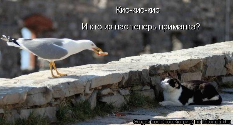 Кис-кис-кис И кто из нас теперь приманка?... Котоматрица: Кис-кис-кис И кто из нас теперь приманка?