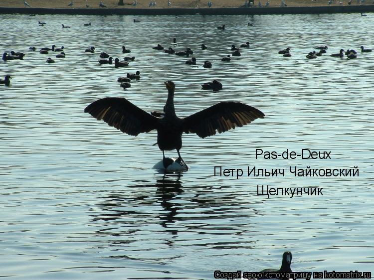 Pas-de-Deux Петр Ильич Чайковский Щелкунчик... Котоматрица: Pas-de-Deux Петр Ильич Чайковский Щелкунчик