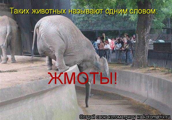 Таких животных называют одним словом: ЖМОТЫ!... Котоматрица: Таких животных называют одним словом: ЖМОТЫ!