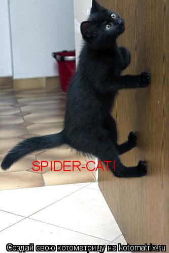 SPIDER-CAT!... Котоматрица: SPIDER-CAT!