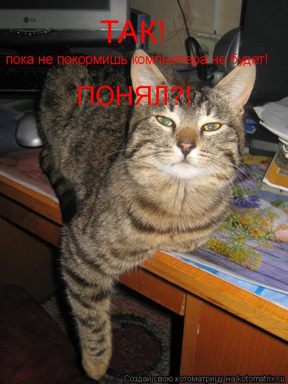 ТАК! пока не покормишь компьютера не будет! ПОНЯЛ?!... Котоматрица: ТАК! пока не покормишь компьютера не будет! ПОНЯЛ?!