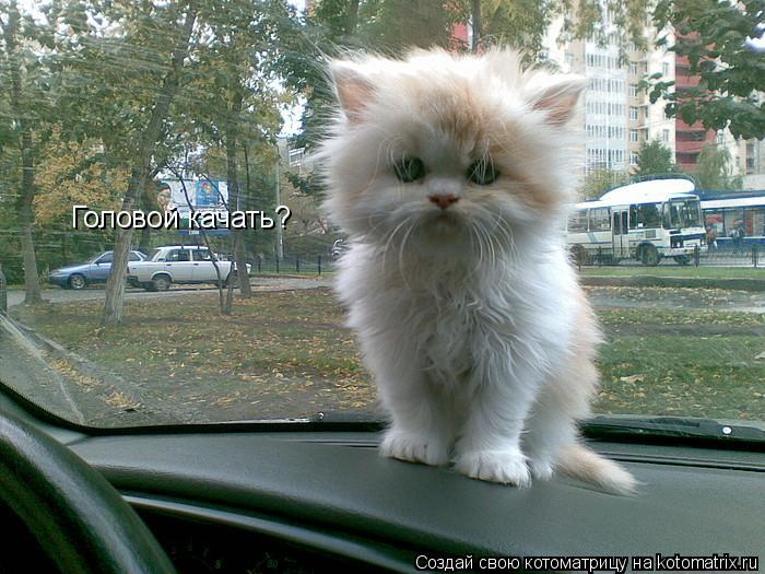 Головой качать?... Котоматрица: Головой качать?